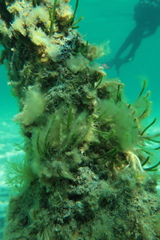 Caulerpa simpliciuscula