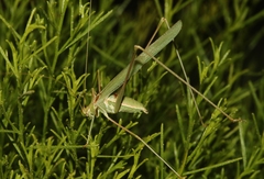Arethaea mescalero
