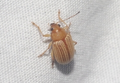 Colaspis hesperia