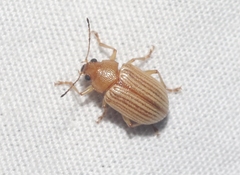 Colaspis hesperia
