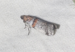 Acrobasis pallicornella