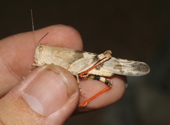 Trimerotropis californica