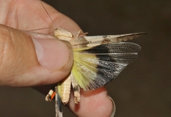 Trimerotropis californica