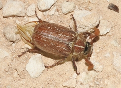 Polyphylla mescalerensis