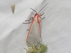 Pygarctia spraguei