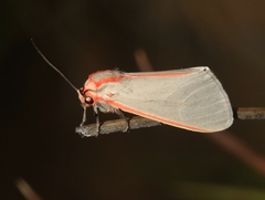 Pygarctia spraguei