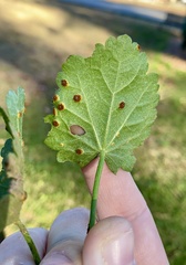 Puccinia modiolae