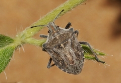 Prionosoma podopioides