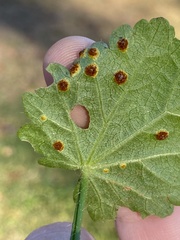 Puccinia modiolae