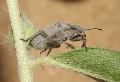 Prionosoma podopioides