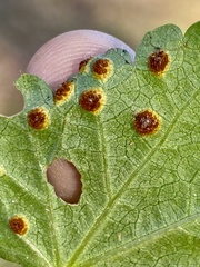 Puccinia modiolae