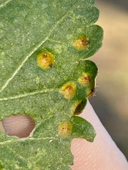 Puccinia modiolae