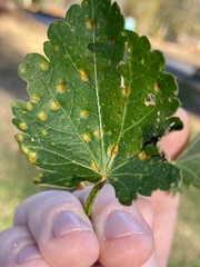 Puccinia modiolae