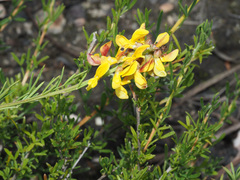 Wiborgiella mucronata