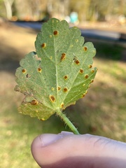 Puccinia modiolae
