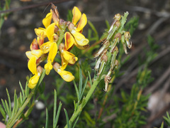 Wiborgiella mucronata