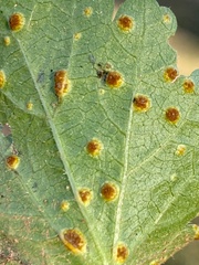 Puccinia modiolae
