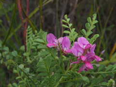 Indigofera langebergensis