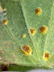Puccinia modiolae
