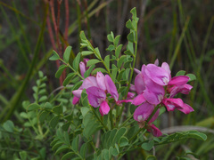 Indigofera langebergensis