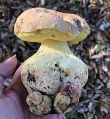 Butyriboletus persolidus