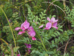 Indigofera langebergensis