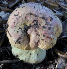Butyriboletus persolidus