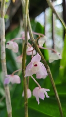 Dendrobium linguella