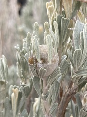 Rhopalomyia obovata