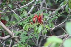 Agelanthus kraussianus