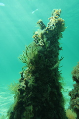 Caulerpa simpliciuscula