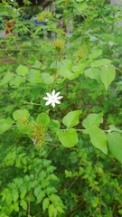 Jasminum multipartitum