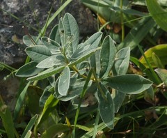 Thermopsis alpina