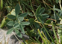 Thermopsis alpina