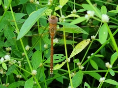 Anaciaeschna jaspidea