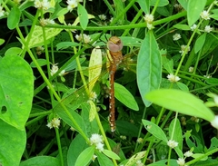 Anaciaeschna jaspidea