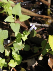 Lindernia rotundifolia