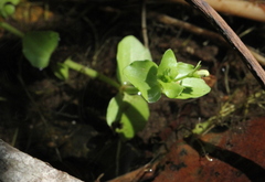 Lindernia rotundifolia