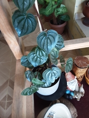 Peperomia argyreia