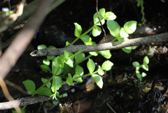 Lindernia rotundifolia