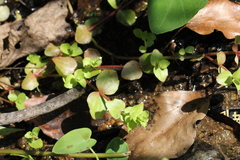 Lindernia rotundifolia