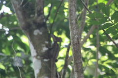 Basiliscus basiliscus