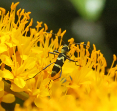 Chlorophorus curtisi