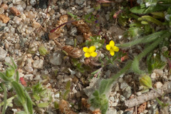 Camissonia strigulosa