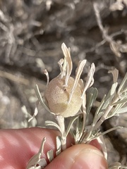 Rhopalomyia obovata