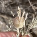 Rhopalomyia obovata - Photo (c) brnhn, some rights reserved (CC BY-NC), uploaded by brnhn