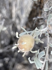 Rhopalomyia obovata