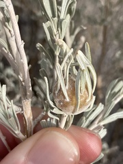 Rhopalomyia obovata