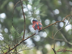 Pericrocotus miniatus