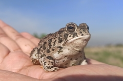 Anaxyrus compactilis